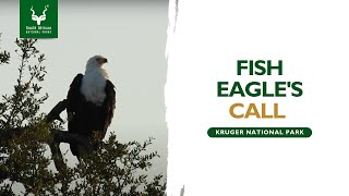 Fish Eagles Call  Kruger National Park Wildlife FishEagle sanparks [upl. by Adnaerb]