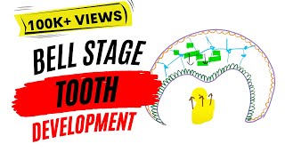 Early bell stage Odontogenesis [upl. by Thalassa]