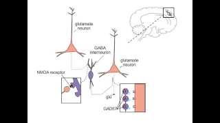 Schizophrenia and NMDA Receptors [upl. by Netsryk]