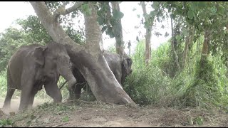 Elephants off their chain for the first time Full HD  ElephantNews [upl. by Jerome604]