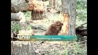 BBC Wildlife Beavers the Master Builders [upl. by Kcirted87]