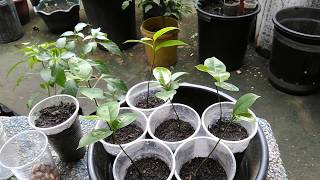 How to Germinate Seeds and Grow Soursop Trees Guyabano Guanabana Graviola Pawpaw [upl. by Esinrahc]