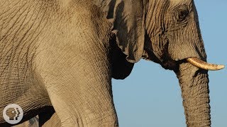 How Elephants ListenWith Their Feet  Deep Look [upl. by Florrie337]