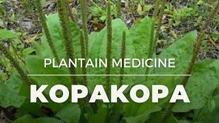 More Magic on Kopakopa Rongoā  Indigenous Plant Medicine [upl. by Trevor]