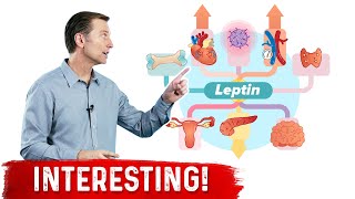 Leptin is an Immune Hormone [upl. by Yttocs474]