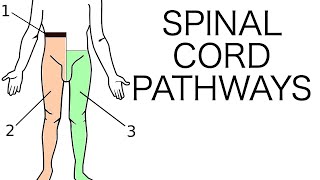 Spinal Cord Pathways [upl. by Bennie]