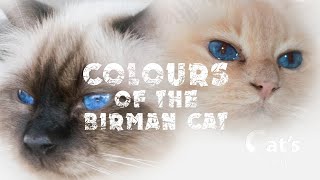 Colors of birman cats [upl. by Tomasz]