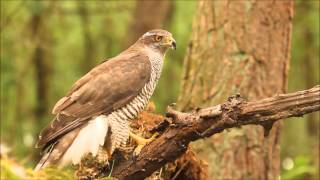 Goshawk screeming [upl. by Bloem]