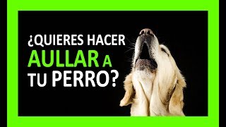 SONIDOS PARA PERROS PARA QUE AULLEN [upl. by Rakia623]