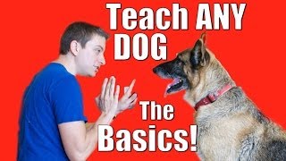 Dog Training 101 How to Train ANY DOG the Basics [upl. by Jessika977]