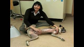 Tips For Treating Injuries to a Dogs Genitals [upl. by Eetnod658]