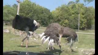 SUCCESSFUL Ostrich Mating Dance Followed by Ostriches Mating [upl. by Pernas258]