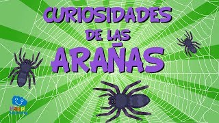 Curiosidades de las Arañas  Videos Educativos para Niños I Happy Learning [upl. by Nerradal]