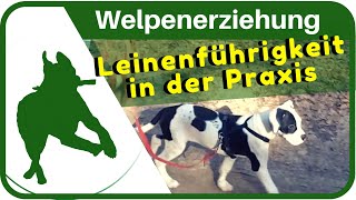 Welpenerziehung Welpen an der Leine ziehen abgewöhnen  Leinenführigkeit trainieren [upl. by Kenaz997]