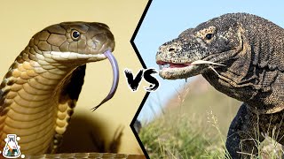 KING COBRA VS KOMODO DRAGON  Who Will Win [upl. by Eneli469]