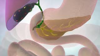 The Gallbladder and Bile Ducts  Cancer Research UK [upl. by Ri]