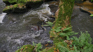 Rivières vivantes de normandie [upl. by Tratner]