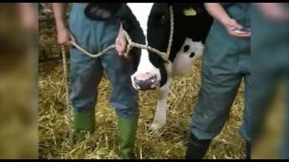 Cattle restraint methods [upl. by Millburn]