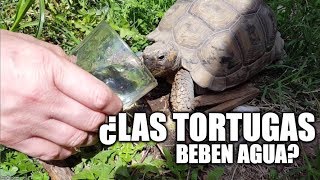 ¿las tortugas toman agua [upl. by Caressa]