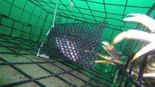 Zombie Crabs Attack Salmon Head in Crab Trap [upl. by Petey]