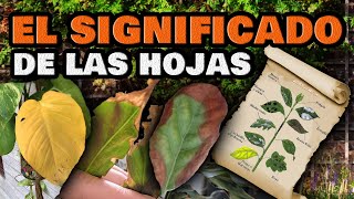 Plantas ENFERMAS y Cómo CURARLAS 🍂 Hojas amarillas se enrollan o se arrugan  Enfermedades y Plagas [upl. by Eelahs168]