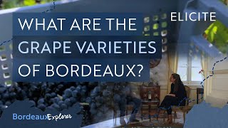 The Wine Grape Varieties of Bordeaux [upl. by Eanal76]