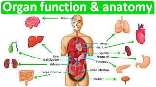 Major organ functions amp anatomy 👫 Quick amp easy learning video [upl. by Megdal]