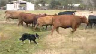 Border Collies Herding Cattle [upl. by Allesor]