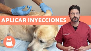 VACUNAR a un PERRO ¿cómo y cada cuánto  Consejos veterinarios [upl. by Yedsnil]