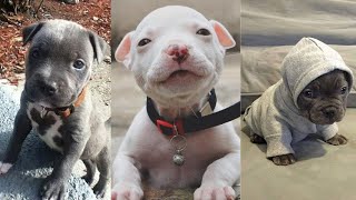 CUTEST and ADORABLE Pit Bull Puppies Compilation 1 [upl. by Lemon]