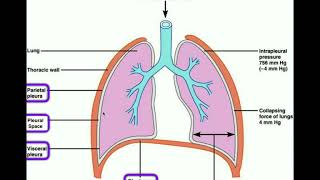 Anatomy  Body Cavities amp Serous Membranes [upl. by Karl]