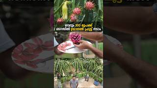 ടെറസ്സിൽ ഡ്രാഗൺ ഫ്രൂട്ട് കൃഷി  Dragon Fruit Malayalam [upl. by Ednutey718]