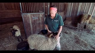 TRADITIONAL 18th Century Sheep Shearing [upl. by Kinsman806]