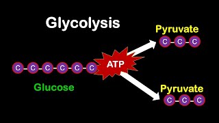 Glycolysis MADE EASY [upl. by Atiek]