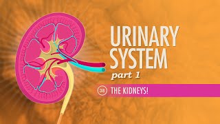 Urinary System Part 1 Crash Course Anatomy amp Physiology 38 [upl. by Yendic]