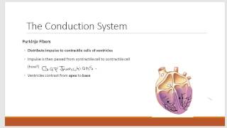 Conduction System of the Heart [upl. by Vivle847]