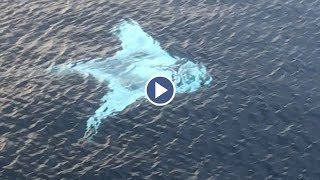 Drone Captures Huge White Manta Ray [upl. by Siegel]