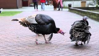 Dieren op de kinderboerderij [upl. by Eldora]