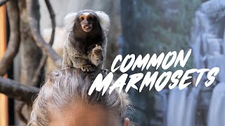 Common Marmoset [upl. by Abil535]