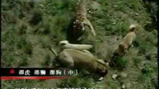 Turkish Kangal Dogs vs Tigers amp Lions [upl. by Koppel708]