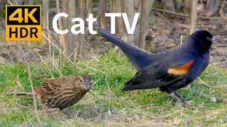 Cat TV 4K HDR Birds by the Lake  8 Hour Videos for Cats to Watch [upl. by Augustina]