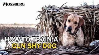 How To Train A Gun Shy Hunting Dog Training A Labrador Retriever For Duck Hunting [upl. by Drawyeh204]