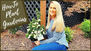 How To Plant Gardenias  New Diamond Spire® Gardenia [upl. by Naot]