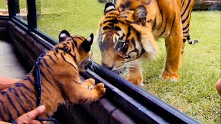 Top 5 Tiger Moments  BBC Earth [upl. by Kcerred]