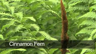 How To Grow Ferns [upl. by Grubman]