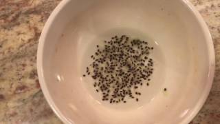 How To Grow a Kiwi Tree or Vine From Seed Days 024 [upl. by Ko]