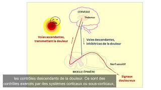 Douleur et Fibromyalgie – Partie 1 [upl. by Australia572]