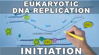 DNA Replication In Eukaryotes  Initiation [upl. by Sellihca]