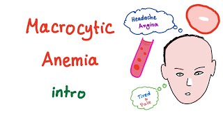 Macrocyctic Anemia Intro [upl. by Nimajneb]