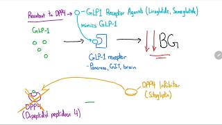 GLP1 Receptor Agonists and DPP4 Inhibitors Explained in 4 Minutes [upl. by Elton]